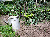 Watering can in tomato garden bed