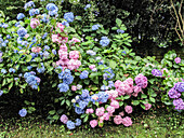 Rosafarbene und blaue Hortensien im Garten, (Hydrangea)