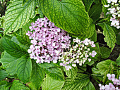 Hortensie im Garten, einzelne Blüten, (Hydrangea)