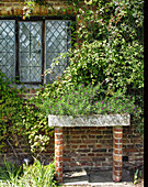 Lush vine covered brick house, close-up