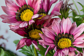 Gazania, reddish-purple African Daisies inflorescences