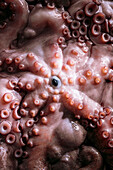 Close up of the mouth of a raw octopus