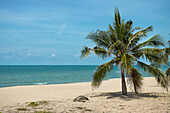 Palmenstrand auf Krabi (Thailand)