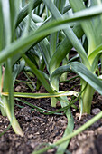 Leek in the vegetable garden, close-up