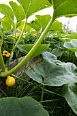 Hokkaido pumpkin on the plant in the vegetable garden