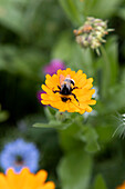 Marigold (Calendula), flower with bee
