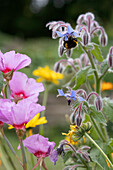 Borretsch (Borago) mit Biene im Garten