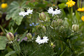 Jungfer im Grünen (Nigella damascena) im Garten