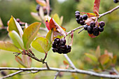 Aroniabeeren am Zweig, Apfelbeere (Aronia)