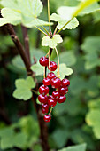 Rote Johannisbeeren an der Pflanze
