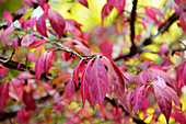 Rote Spindelstrauch-Blätter im Gegenlicht, close-up  (Euonymus)