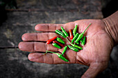 Hand with fresh green and red peppers in hand on blurred background