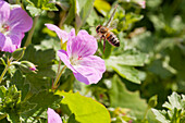 Bühende Geranie (Geranium) mit Biene