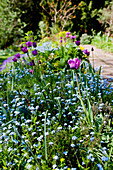 Flowering perennial bed in spring with tulips and forget-me-nots