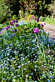 Blühendes Staudenbeet im Frühling mit Tulpen und Vergissmeinnicht