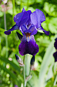 Blühende Schwertlilie (Iris) im Garten