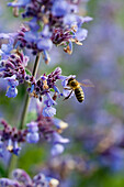 Hybrid-Katzenminze (Nepeta x faassenii) mit Biene