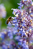 A bee on hybrid catmint (Nepeta x faassenii), close-up