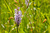 A wild orchid (Orchidaceae) blooming in a meadow