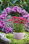Reddish stonecrop (Sedum rubens) in a teacup, heather wreath with beach lilac in the background