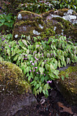 Blühende Elfenblume (Epimedium x youngianum Roseum) zwischen moosbedeckten Felsen im Wald