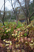Großblütige Elfenblume (Epimedium x versicolor Sulphureum) am Waldboden