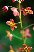 Blühende Elfenblumen (Epimedium warleyense), close-up