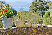 White Pumpkins in row on garden wall as decoration