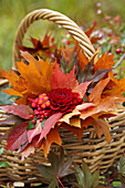 Herbststrauß aus Dahlien (Dahlia) und Pfaffenhütchen (Euonymus europaeus) und Herbstlaub
