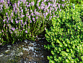 Purple flowering heather and spring heather