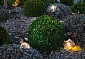 Large light bulbs between spherically cut plants in the garden