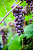 Grapes growing in the home garden