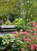 Rosa blühende Hortensien (Hydrangea), im Hintergrund Gartenplatz mit Bank