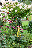 Rotblühender Scheinsonnenhut (Echinacea purpurea ) 'Magnus' und französische Königskerze (Verbascum chaixii)