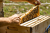 Imker überprüft den Bienenstock