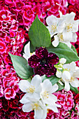 Jasminblüten  (Jasminum), Petunien (Petunia) und Bartnelke (Dianthus barbatus)
