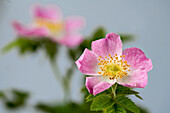 Rosa Blüte der Hundsrose (Rosa canina)