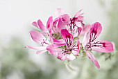 Pink flowers of lemon scented geranium (Pelargonium crispum), 