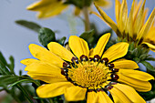 Mittagsgold, Gazanie, Gazaniahybride, (Gazania), gelber Blütenstand