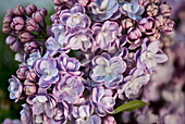 Common lilac, garden form (Syringa vulgaris)