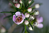 Flowering Sticky Boronia shrub (Boronia anemonifolia), scented star, Australia