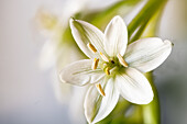 White flower of milk star (Ornithogalum sp.)