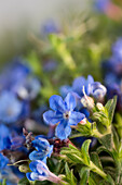 Blaue Blüten des Steinsamen (Lithospermum) , close-up