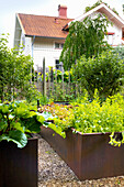 Raised beds made of Corten steel with vegetables and herbs, in between soil made of wood chips