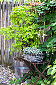 Versteckter Stuhl mit Pflanzenkorb, daneben japanischer Ahorn im alten Holzfass