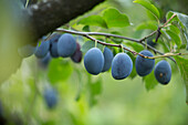 Plums on the Tree