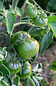 Unreife Tomaten der Sorte 'Black Brandywine' am Strauch