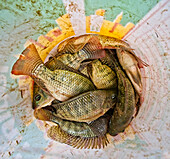 Frisch gefangene Snapper im Korb (Malediven)