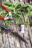 Gartenwerkzeug, Scheren, Bindmaterial und abgeschnittene Blätter