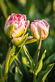 Tulpenknospen (Tulipa)